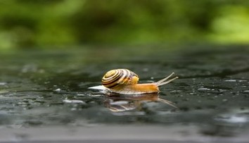 Žena našla na záhrade raritného slimáka. Ľudia si mysleli, že ide o výtvor umelej inteligencie