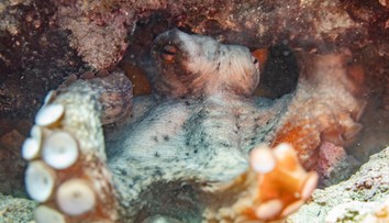 Tak veľa chobotníc sme nevideli už desaťročia, vravia ochranári. Nie je to dobré znamenie