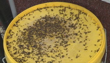 Domy na juhu Slovenska zaplavili čierne chrobáky. Odborník priblížil, čo sú zač