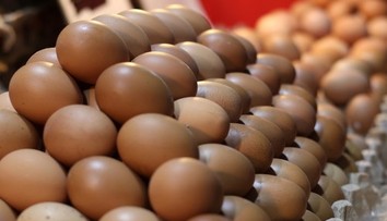 Na slovenskom trhu sa nachádzajú nevyhovujúce vajcia. Kontrolóri okamžite zakázali ich predaj