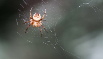 Máte strach z pavúkov? Je niekoľko spôsobov, ako im zabrániť, aby sa vracali do vášho obydlia
