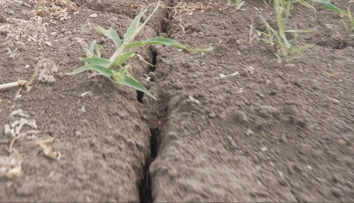 Úroda sa prepadla až o desiatky percent. Suché leto môže Slovákom predražiť nákupy