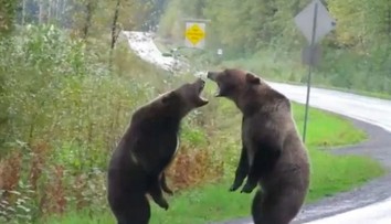 Unikátne video: Medvede si to rozdali priamo uprostred cesty