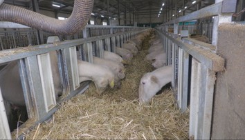 Šokujúci pohľad na Muránskej planine: Mŕtve ovce s podrezanými hlavami ležali pri bráne farmy