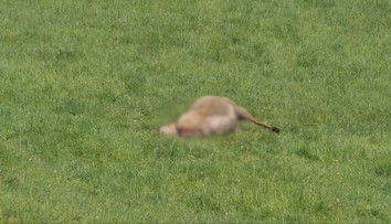 Na Považí opäť zabíjali vlky. Ovce tentoraz roztrhali len pár metrov od dediny