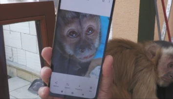 Malá opička záhadne zmizla. Pomáhala chlapcovi s autizmom, rodina prosí o pomoc