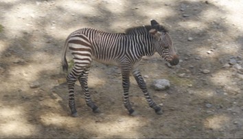 V ZOO Bojnice sa tešia z nového prírastku. Zebra Hartmannovej je v prírode ohrozená