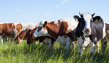 Chcú znížiť emisie metánu. Pomôcť by mohla zmena kravskej stravy