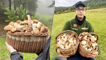 OBRAZOM: Slováci sa z lesov vracajú s plnými košíkmi. Víkend na parádu, tešia sa. Odborník má pre hubárov dobré správy
