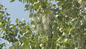 Začína sa sezóna peľov. Ako rozoznať alergiu od nádchy?