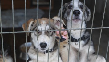 Zima bez domova. Psy v útulkoch bojujú s chladom aj samotou