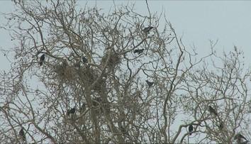 Ľudia sa sťažujú na trus a hluk. Havrany zabrali chránený platan v centre Zlatých Moraviec