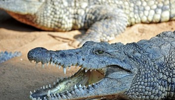 Krokodíly a hady ako strážcovia hranice? Veľká krajina zvažuje šokujúce riešenie