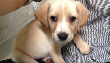 Rozkošný psík stretol po štyroch rokoch súrodencov. Pozrite, ako to dopadlo