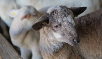 Maštale po celom Slovensku zapĺňajú poslovia jari. Výkupná cena jahniat výrazne poskočí