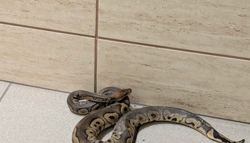 Na schodisku v bytovke sa zjavil had. Keď policajti vošli do bytu, neverili vlastným očiam