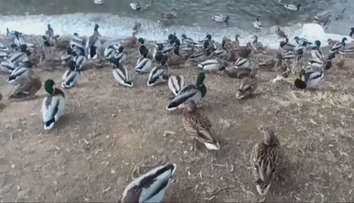 Deti ich milujú, turisti fotia. Desiatky kačiek ovládli Zlaté Moravce