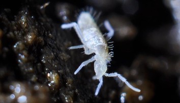 Výnimočný objav našich vedcov: V jaskyniach na Muránskej planine našli nové druhy živočíchov