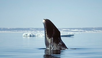 Odhalili tajomstvo dlhovekosti veľrýb. Jedinečný trik chcú začať používať aj u ľudí