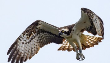 Kuriózny incident v Kanade: Vtákovi spadla ryba, spôsobilo to požiar aj výpadok prúdu