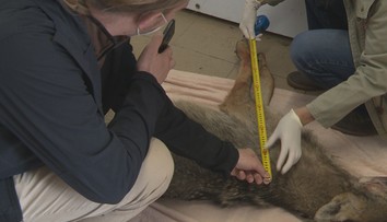 Záhada usmrteného zvieraťa: Vodič v Bratislave zrazil tvora podobajúceho sa na vlka