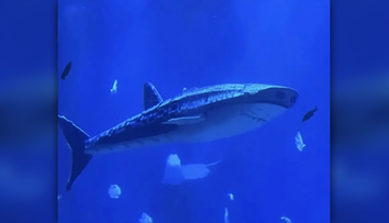 Namiesto žraloka len robotická atrapa. Čínske akvárium čelí rozhorčeniu návštevníkov