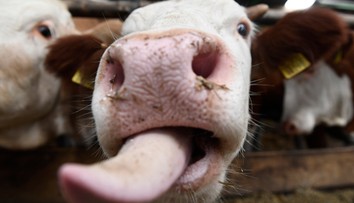 Praktiky podobné tým v Poľsku. Slovenský bitúnok bol do januára ochotný kúpiť chorú kravu