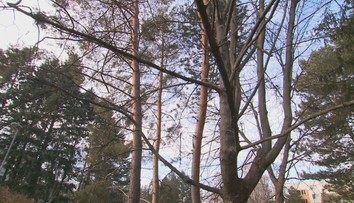 Prípad smrtiaceho stromu z Nitry načal tému zodpovednosti za škody. Nastala ďalšia nehoda