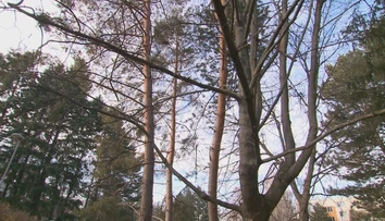 Prípad smrtiaceho stromu z Nitry načal tému zodpovednosti za škody. Nastala ďalšia nehoda