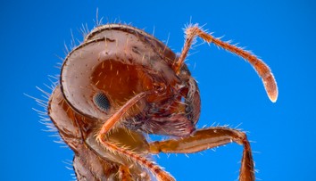 Vedci sú znepokojení novým desivým hybridom mravcov. Invázny druh je ešte odolnejší a jeho uhryznutie „pekelne“ bolí
