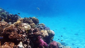 Fascinujúci nález po 20 rokoch výskumu. Vedci objavili žiariaceho morského slimáka