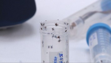 Na Slovensku vyčíňa nová populácia kliešťov. Sú nebezpečnejšie a prenášajú viac ochorení
