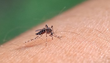 Zika mení ľudskú kožu na lákadlo pre komáre. Takto vírus urýchľuje svoj prenos