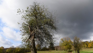 Hlasujte za jabloň z Bošáce, môže sa stať Európskym stromom roka: Je za ňou silný príbeh