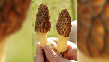 Mimoriadne nebezpečnú hubu si môžete ľahko pomýliť s obľúbeným smrčkom