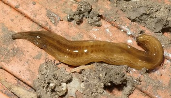 Pažravý červ obama postupne ohrozuje Európu. Objavil sa už vo viacerých krajinách