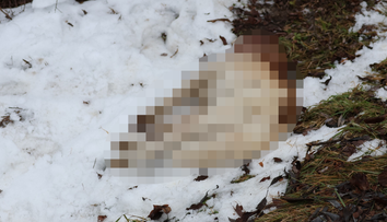 Nechutná krutosť v Handlovej: Muž mal psa udrieť kladivom, potom prišli ďalšie zverstvá