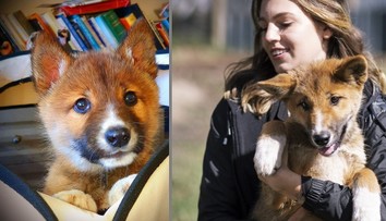 Čistokrvné šteňa psa dinga, ktoré uniesol orol a zhodil do záhrady, môže zachrániť celý druh