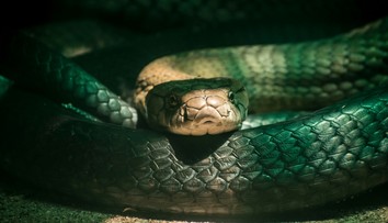 Muž chcel zabiť manželku. Po neúspešnom pokuse zmenil hada a plán dokonal