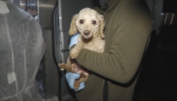 Chovateľovi zhabali vyše 300 psov. Už v minulosti mu odobrali stovky zvierat, mal s nimi obchodovať