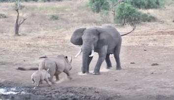 Divoký súboj ťažkých váh: Nosorožec bránil mláďa pred agresívnym slonom