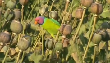 Indickí pestovatelia maku sú zúfalí: Úrodu im ničia papagáje závislé na ópiu