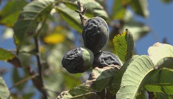 Nájsť krásny zelený orech začína byť raritou. Je zdravé jesť aj čierne, ktoré napadla choroba?