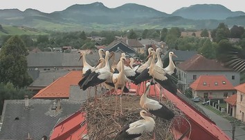 Bociany sa lúčia so Slovenskom. Niektoré však africký piesok menia za sneh