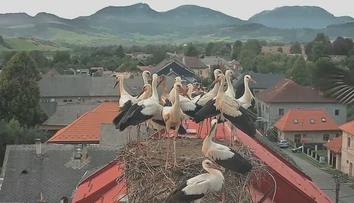 Bociany sa lúčia so Slovenskom. Niektoré však africký piesok menia za sneh