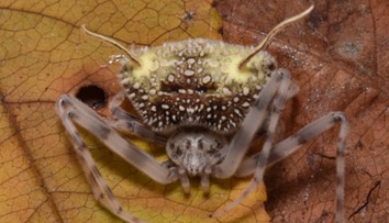 Oklamal aj vedcov. V Amazónii objavili pavúka s desivým vzhľadom, ktorý predstiera smrť veľmi presvedčivým spôsobom