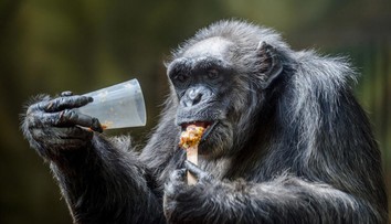 Tragédia v českej zoo: Za smrť najstaršieho šimpanza môžu hlučné ohňostroje
