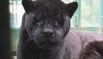 Bojnická ZOO prišla o ďalšiu šelmu. Samica jaguára amerického mala neuveriteľný vek