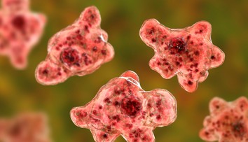 Vo vode z kúpaliska v Štúrove nenašli mozgožravú amébu Naegleria fowleri