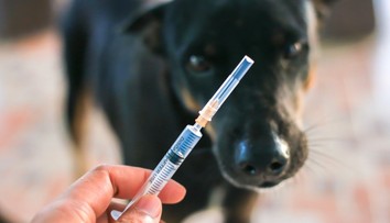 Stačilo jedno škrabnutie od túlavého psa. Po dovolenke prišla smrteľná diagnóza